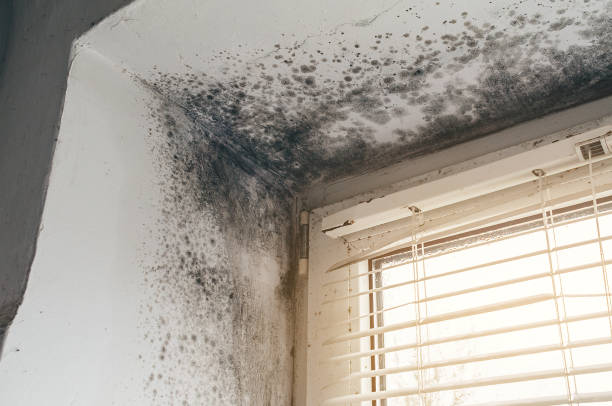 Affordable Basement Mold Removal solutions in Marlboro, NY